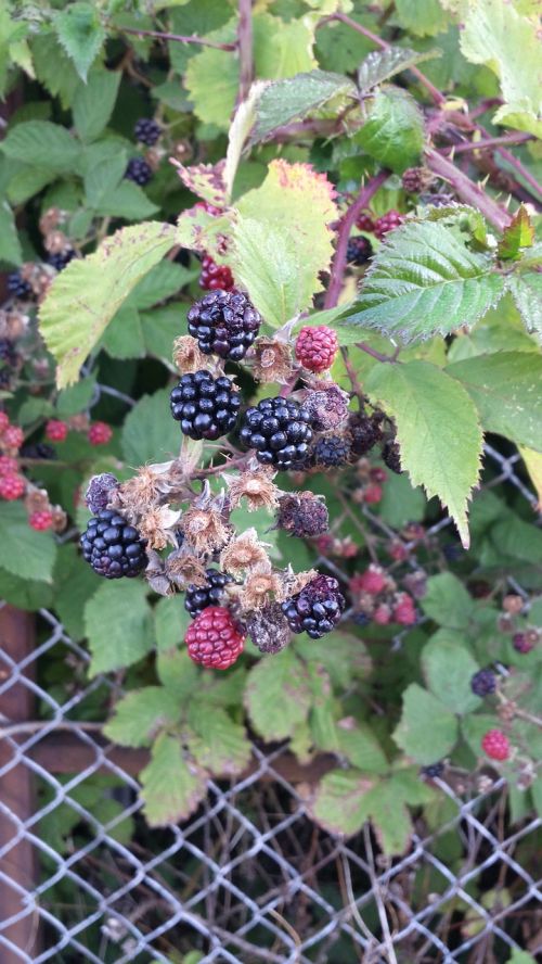 blackberries berries foliage