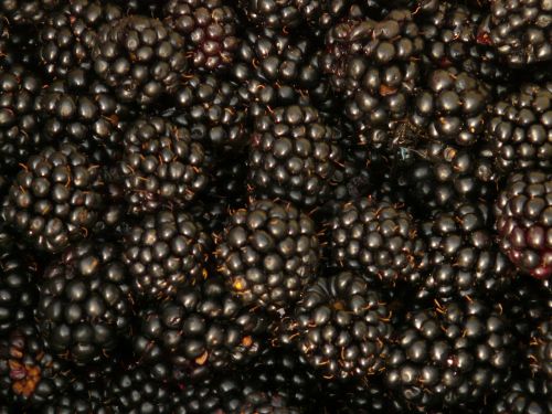 blackberries berries fruits