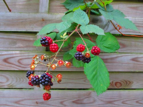 blackberries fruits fruit