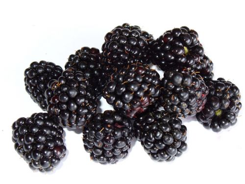blackberry bramble berry
