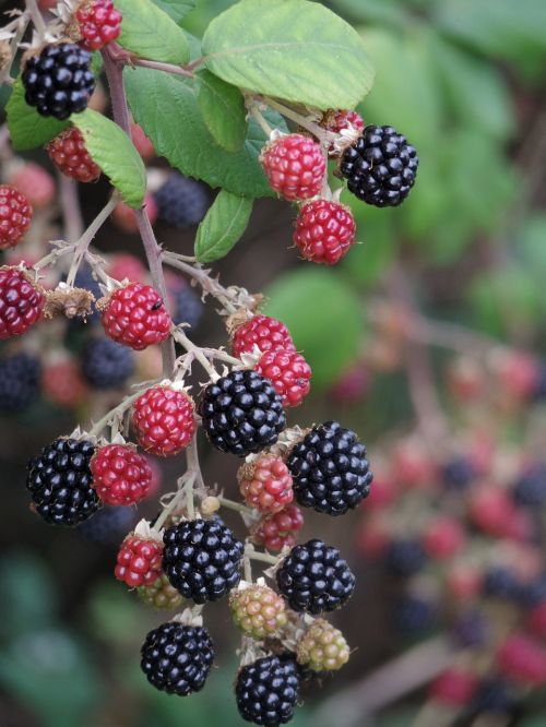 blackberry raspberry fruit