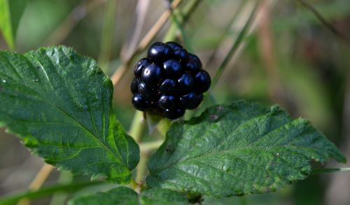 blackberry rubus blackberry leaves