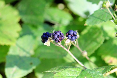 blackberry berry nature