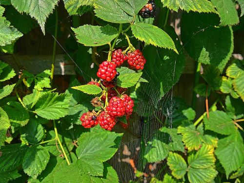 blackberry fruit berries