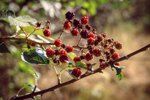 blackberry red shrub