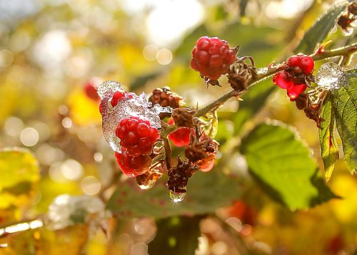 blackberry autumn ice