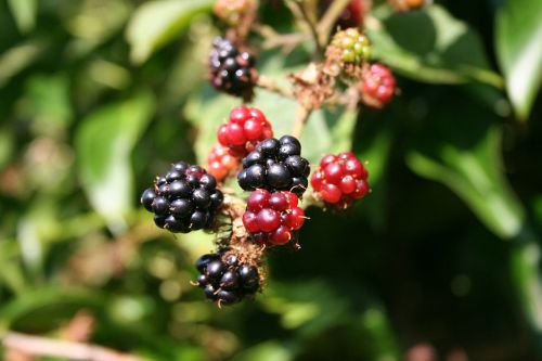 blackberry berries blackberries