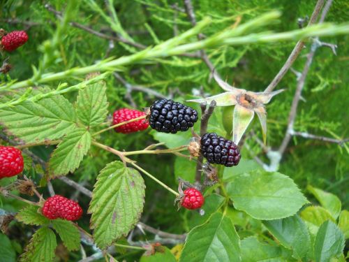 blackberry wild berry