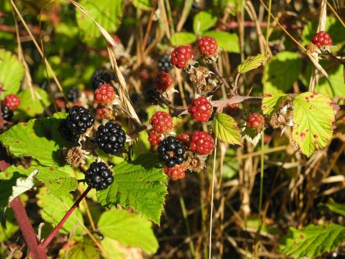 blackberry nature wild