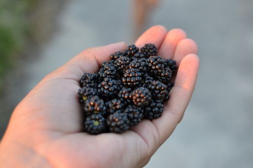 blackberry nature food