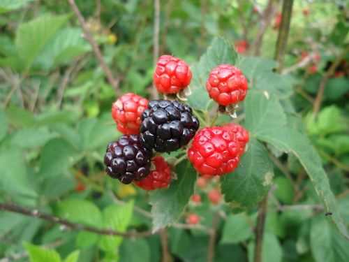 blackberry wild fruits blackberries