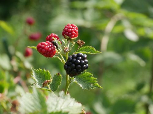 blackberry summer plant