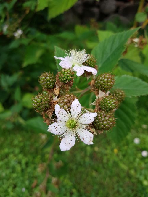 blackberry harvest time autumn