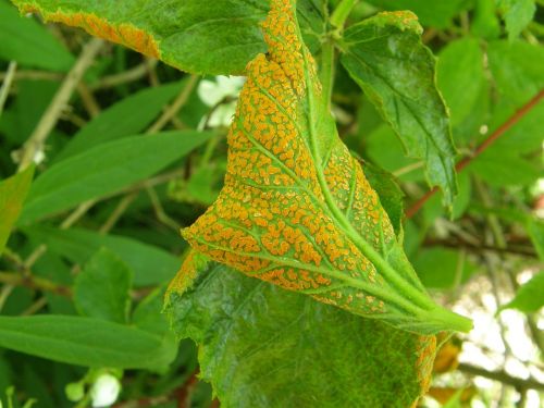 blackberry orange rust