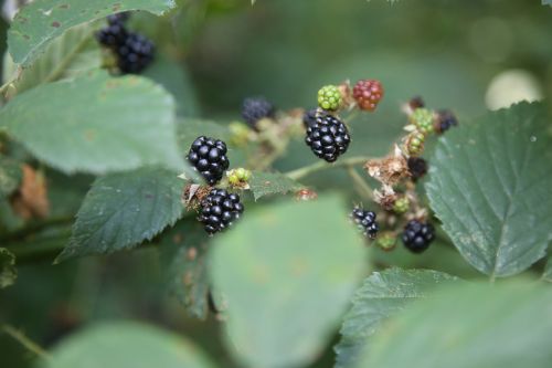 blackberry red green