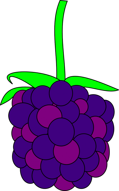 blackberry fruit food