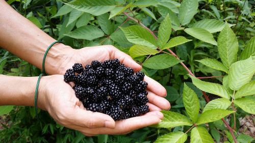 blackberry berries black