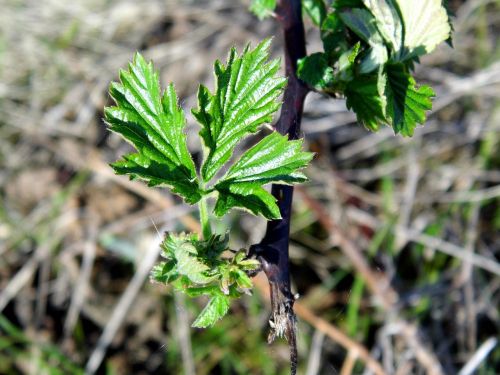 blackberry plant leaf