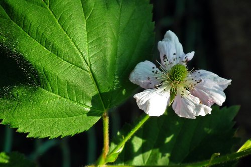 blackberry  flower  leaf