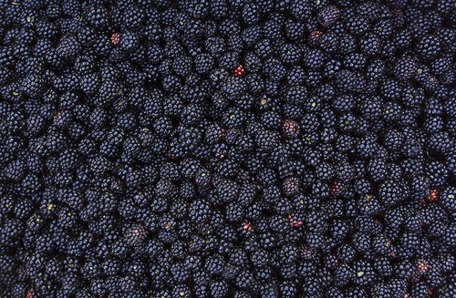 blackberry  summer  food