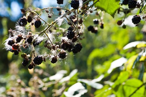 blackberry  nature  delicious