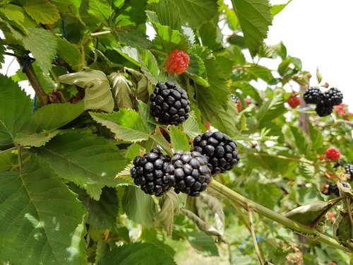 blackberry  plant  nature