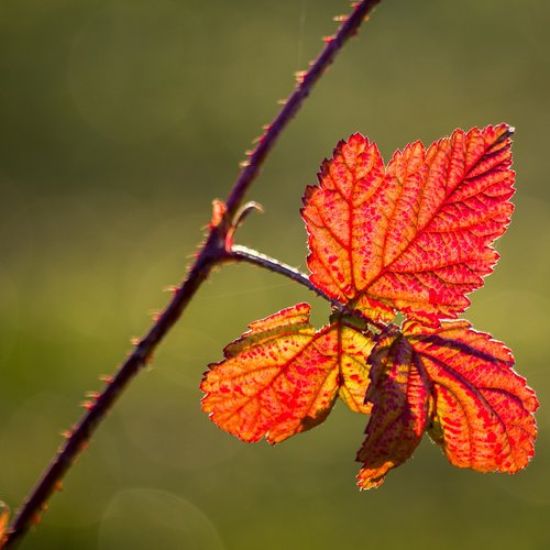 blackberry  leaf  plant