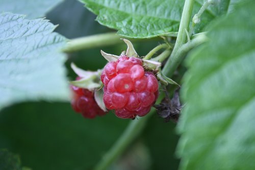 blackberry  fruit  healthy