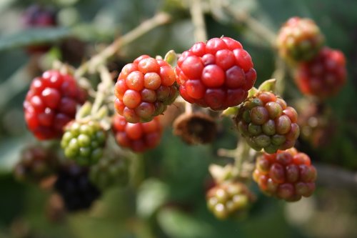 blackberry  fruit  food