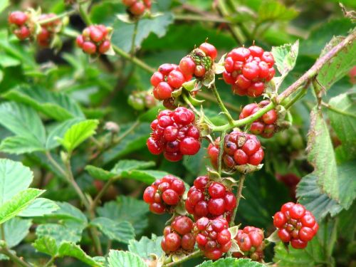blackberry bush red
