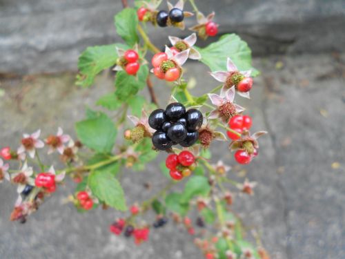 blackberry fruit close-up