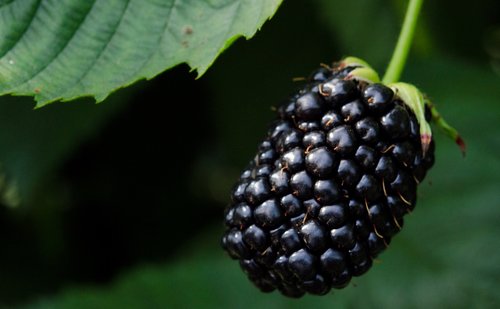 blackberry  blackberries  berries