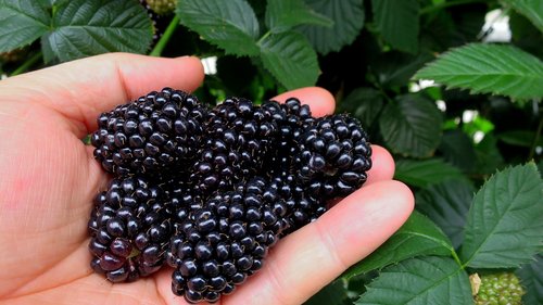 blackberry  blackberries  berries