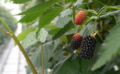 blackberry  blackberries  berries