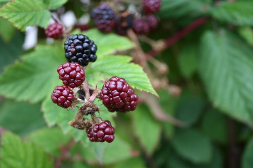 blackberry  plans  nature