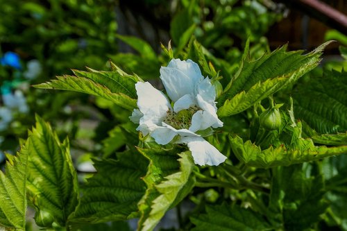 blackberry  garden  nature