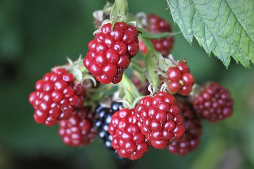 blackberry  red  fruit