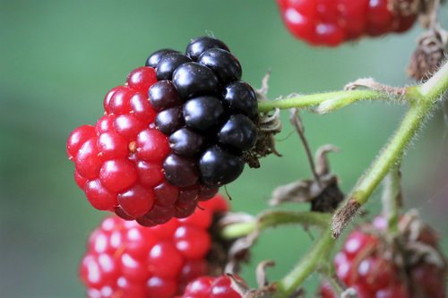 blackberry  half ripe  red