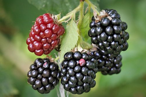 blackberry  fruit  fresh