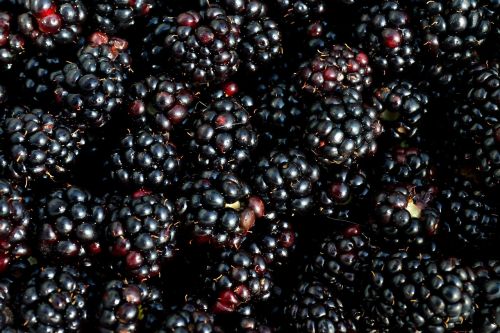 blackberry berry fruit