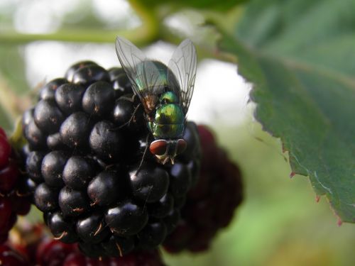 blackberry fly black
