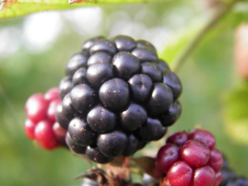 blackberry fruit black