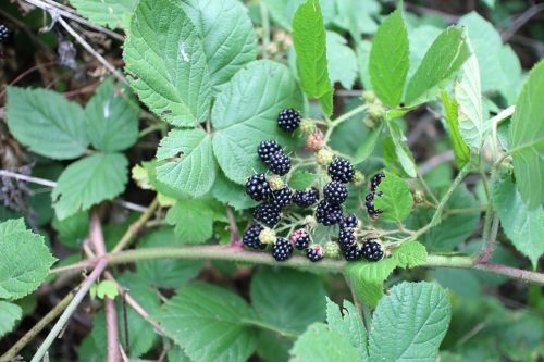 blackberry forest s