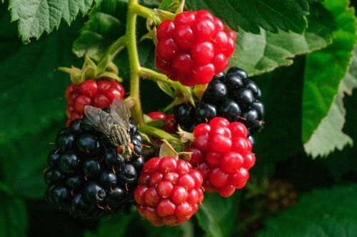 blackberry nature berries