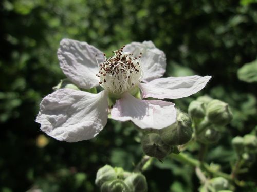 blackberry bramble shrub