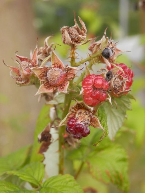 blackberry fruit berries