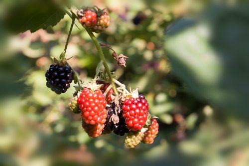 blackberry ripe immature