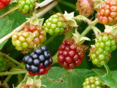 blackberry forest fruit fruit