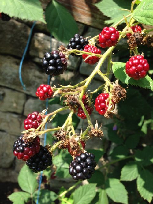 blackberry branch plant