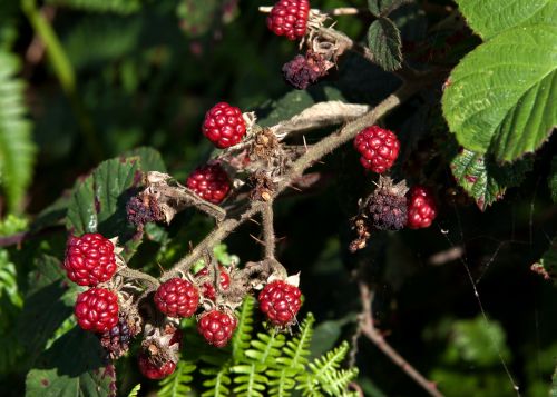 blackberry fruit delicious